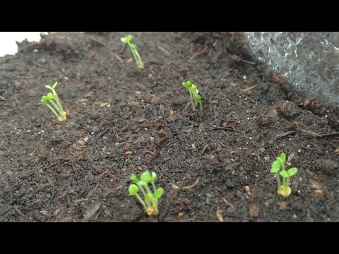 Бакопа из семян.