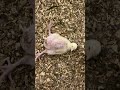 Пивная цыпочка 🤣