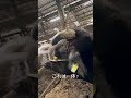 【牛が大怪我】頭蓋骨がかち割れました、、