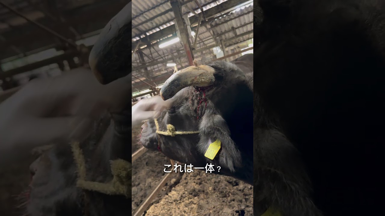 Cow severely injured] Skull cracked open - YouTube