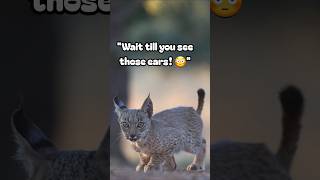 Not Your Average House Cat...😳🐆 #shorts #lynx #wildcats #nature #wildlife #bigcats #rareanimals #usa