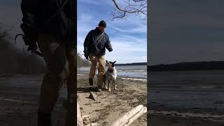 Blue Heelers are working dogs. If you can’t train and work with them, don’t get one. Please.