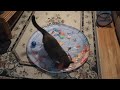 Victor Von Kitter Playing in the Kitty Pool while going after a chase toy! 