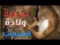 مراحل حمل وولادة السنجاب Squirrel