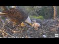 ACTION PACKED FEEDING TIME AT NEFL NEST (OR GABBY SENDS SAMSON PACKING)