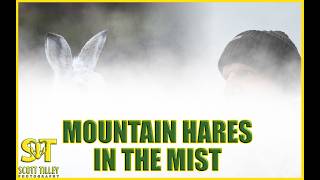 Hunting Elusive Mountain Hares in Misty Terrain