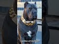 Cane Corso 🐶 The Perfect Family Guardian!