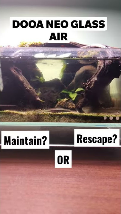 DOOA NEO GLASS AIR. Maintain or Rescape? #shorts