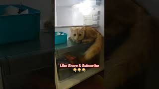 Download Lagu #26 The daily adventure of LIONCATS #therapycats MP3 Download Lagu #26 The daily adventure of LIONCATS #therapycats MP3