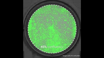 Whole Well Detection on the Omni Live Cell Imaging and Analysis Platform