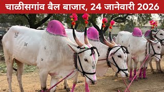 🛑Live चाळीसगांव बैल बाजार 😍 24 जानेवारी 2026 | छोटू शेठ यांची दावण 😱 Chalisgaon bail bazar #बैलखरेदी