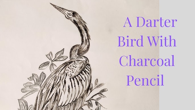 How Do You Draw a Tropical Bird: Easy Step-by-Step Guide - Birds