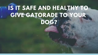 Is it Safe and Healthy to Give Gatorade to Your Dog? K9c Vet Dr Marc Smith Can I Give My Dog Gatorade