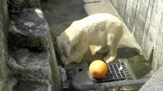 ホッキョクグマ親子のいつもの朝~Polar Bear in morning