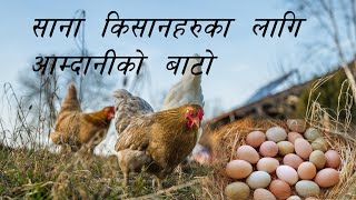 गाउँघरमै बसेर कुखुरा पालनबाट आम्दानी । Local Kukhura Palan ॥ AgroDev Nepal