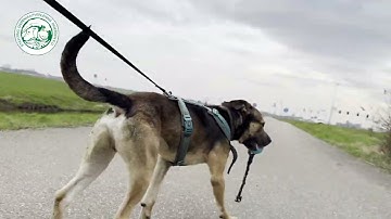 Even voorstellen: Shadow!