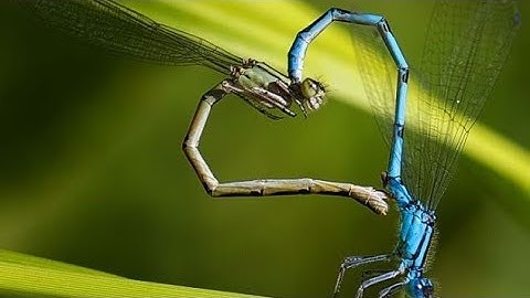 Tuổi thơ bắt chuồn chuồn cắn rốn để biết bơi. Phân biệt cào cào và châu chấu.