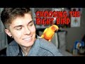 How to Find the Right Bird for You! - Best Beginner Birds