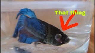 What I Do For My Betta Fish Popeye