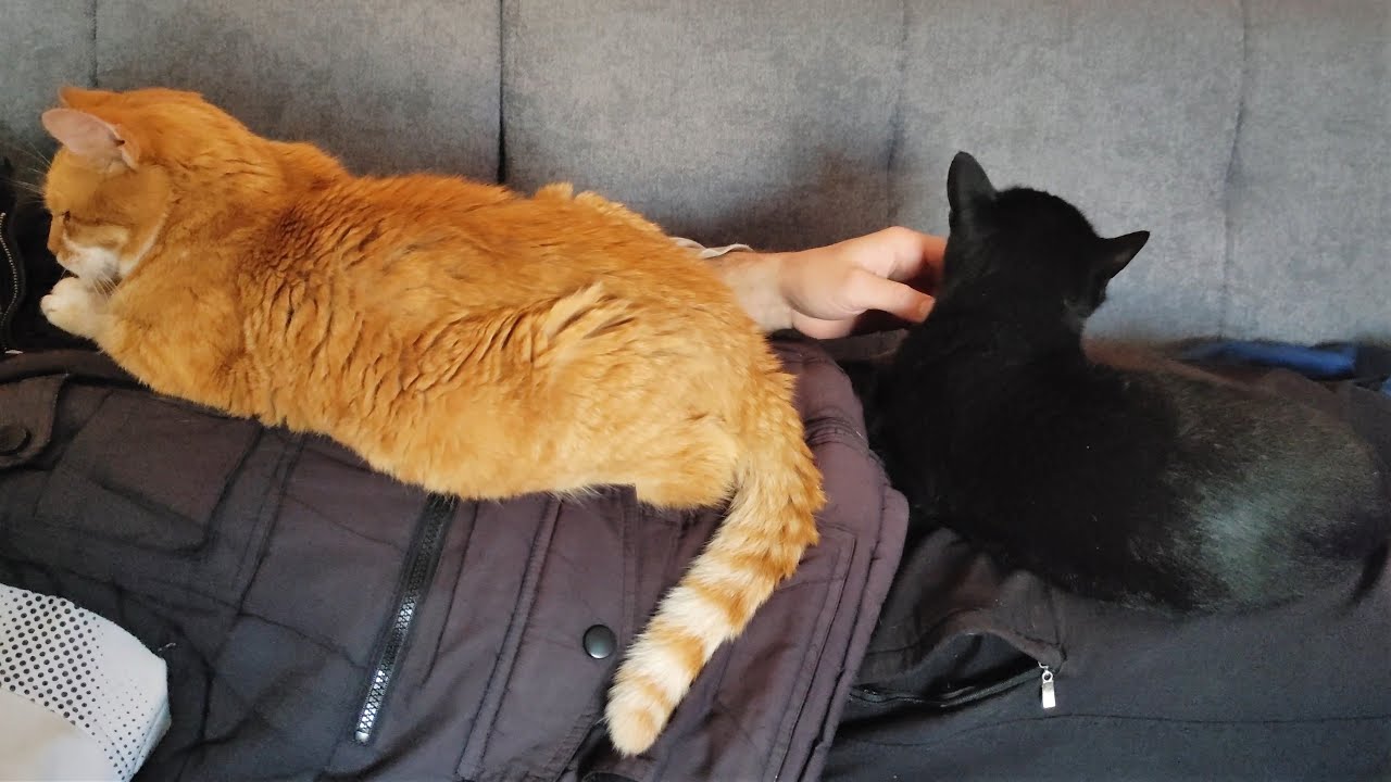 These Cats Are The Best Heaters For Winter YouTube