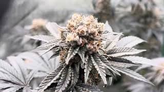 Should I harvest?