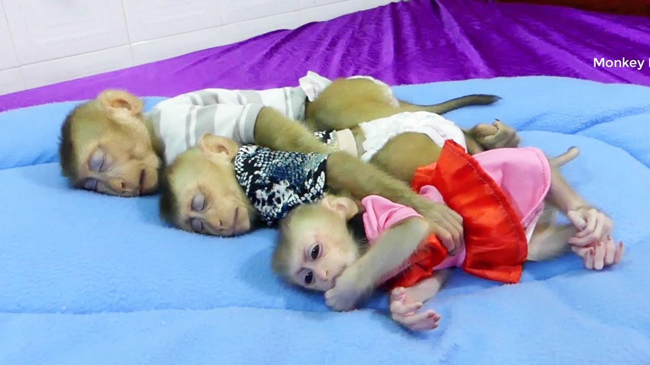 Donal Moly And Zuji Sleeping In Comfort Bed After Got Lunch