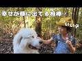 【相棒】４歳児と一緒に散歩できるのが幸せすぎて仕方ない超大型犬の表情がこちらです♡｜グレートピレニーズ&オールドイングリッシュシープドッグ&トイプードル