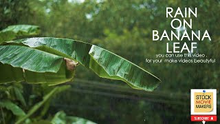 RAIN ON BANANA LEAF  _ STOCK VIDEOS screenshot 5