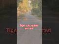 Tiger cub spotted on road #tigercubs #spotted #junglestory #wildlife #trending #shorts #viral #360