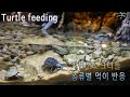 turtle feeding/거북이 키우기 사료 먹이 주기 / 커먼머스크 터틀편