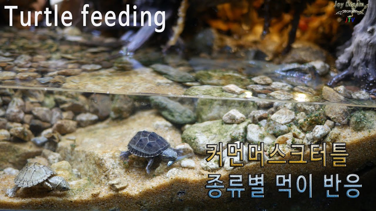 turtle feeding/거북이 키우기 사료 먹이 주기 / 커먼머스크 터틀편
