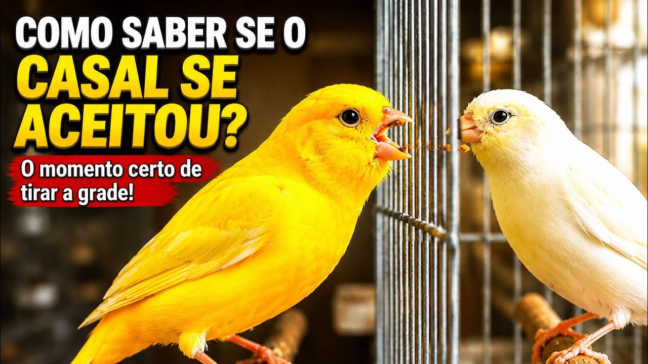 ⚠️CUIDADO, se errar NISSO, pode por tudo a PERDER