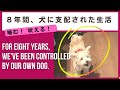 マルチプー。犬に支配された生活。噛む、吠える、唸る。