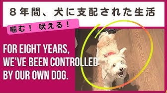 噛む犬 Youtube