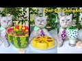 Oneyear collection catchef makes beautiful and fragrant foodcat cooking foodcute and funny cat