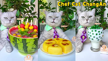 One Year Collection Cat Chef Makes Beautiful And Fragrant Food Cat Cooking Food Cute And Funny Cat 