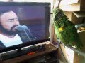 loro canta pavarotti