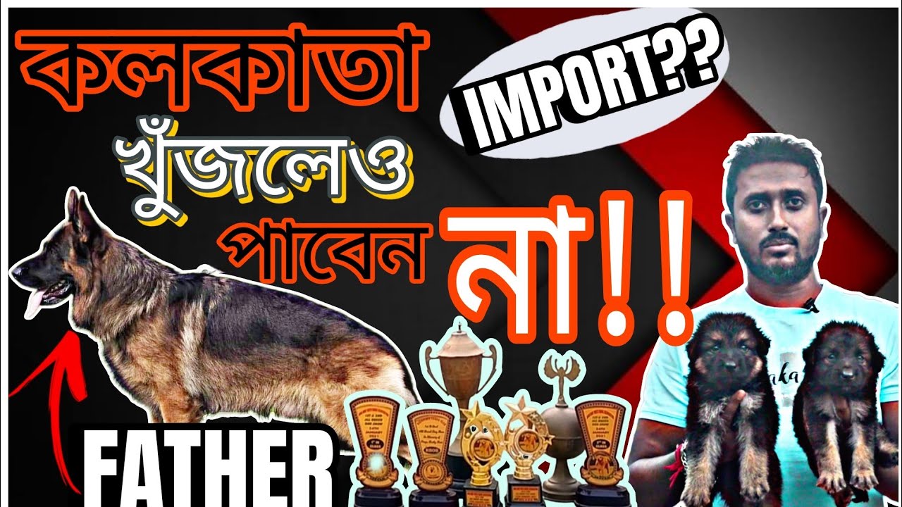 GERMAN SHEPHERD PUPPYDUTTA PET'S AND KENNELBEST DOG KENNEL IN KOLKATAKOLKATA PET MARKET YouTube