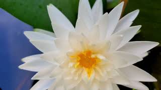 Download Lagu Pure of white dew water lily. MP3