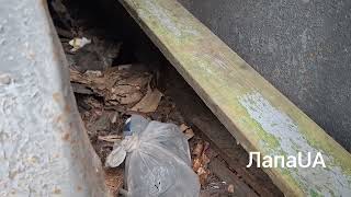 ছোট বিড়ালছানাগুলিকে বাজারে ফেলে দেওয়া হয়েছিল😰