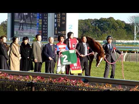 2011年 共同通信杯 ナカヤマナイト号&柴田善臣 口取り式