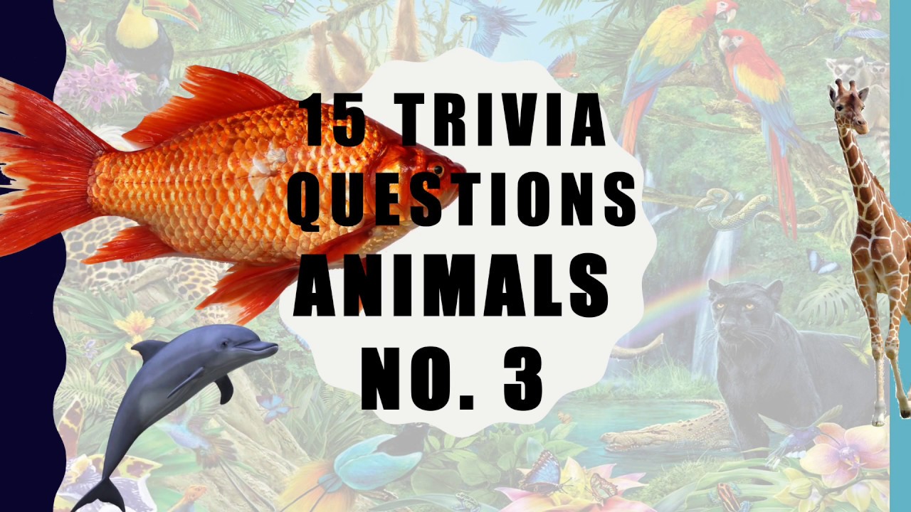 15 Trivia Questions Animals No 3 Youtube