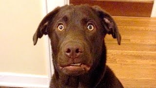 The Funniest Labradors Compilation of 2024 by Funny Pet's Life 38,681 views 2 weeks ago 11 minutes
