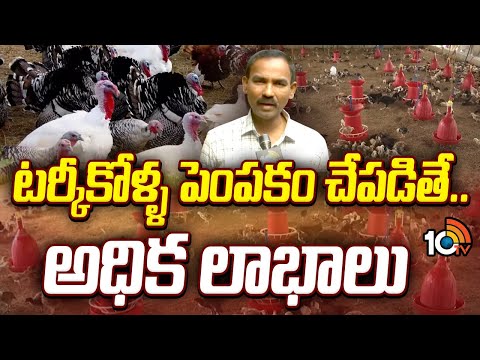 టర్కీకోళ్ళ పెంపకం చేపడితే.. అధిక లాభాలు | Turkey Poultry Farming | Matti Manishi | 10TV - 10TVNEWSTELUGU