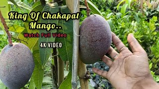 King of chakapat mango Tree Original Available in Green Land Nursery India, ☎️ 8918494093 mango