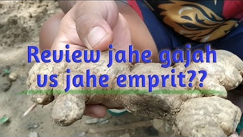 Perbedaan jahe gajah dan jahe emprit