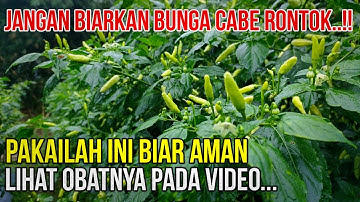 RONTOK BUNGA CABE TERNYATA INI PENYEBABNYA..!! CARA MENGATASI BUNGA CABE RONTOK