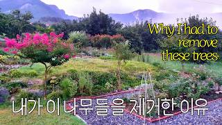 I removed/am going to remove these trees because