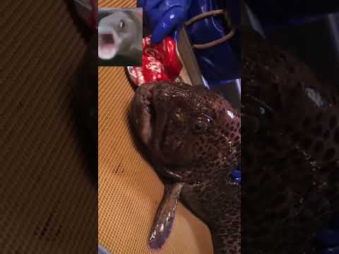 سمكة السلور علبة كوكاكولا سمك مقطوع الرأس