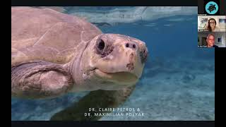 The World of Sea Turtle Medicine with Olive Ridley Project